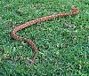 cornsnake2.jpg