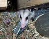 possum1.jpg